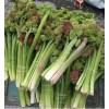 Uçkun (Ribes) Uçkun (Ribes)