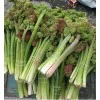 Uçkun (Ribes) Uçkun (Ribes)