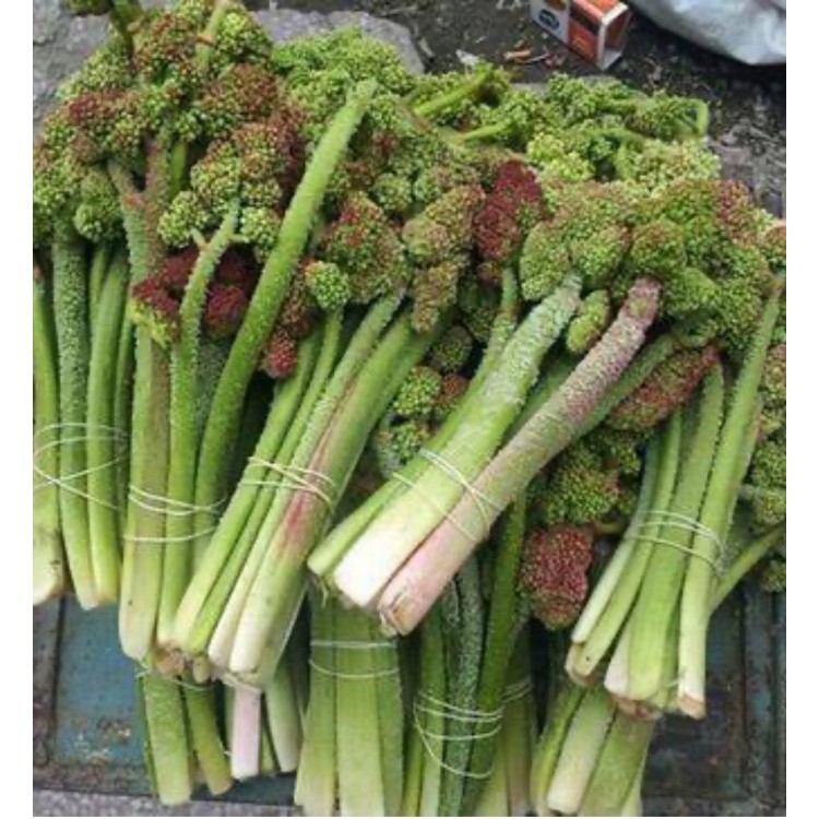 Uçkun (Ribes) Uçkun (Ribes)