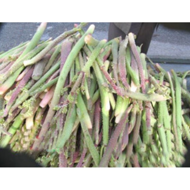 Uçkun (Ribes) Uçkun (Ribes)